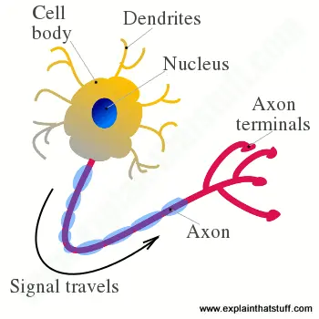 How neural networks work - A simple introduction